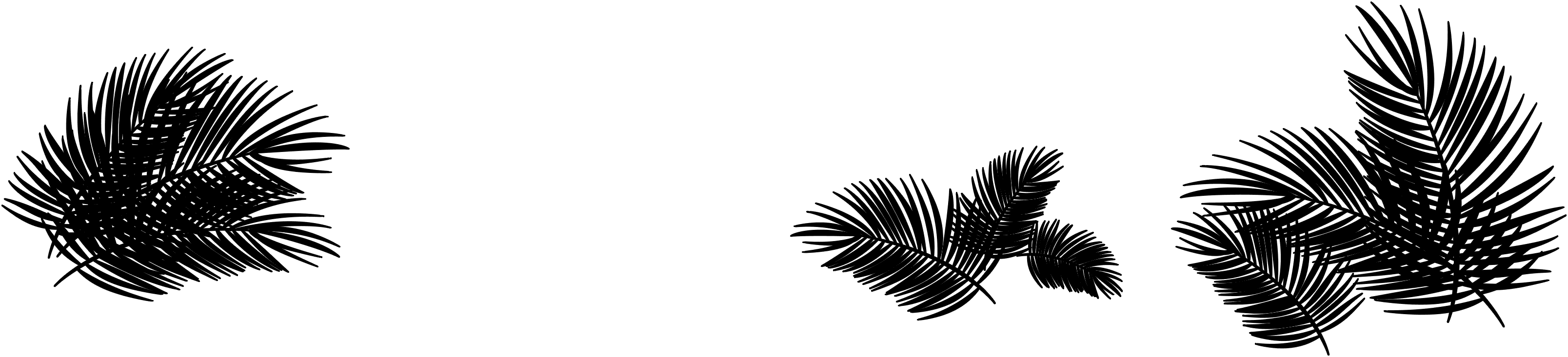 divider-palmtree