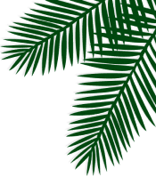 palm-hias